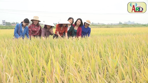 Nông dân toàn huyện đẩy nhanh tiến độ thu hoạch lúa mùa năm 2022