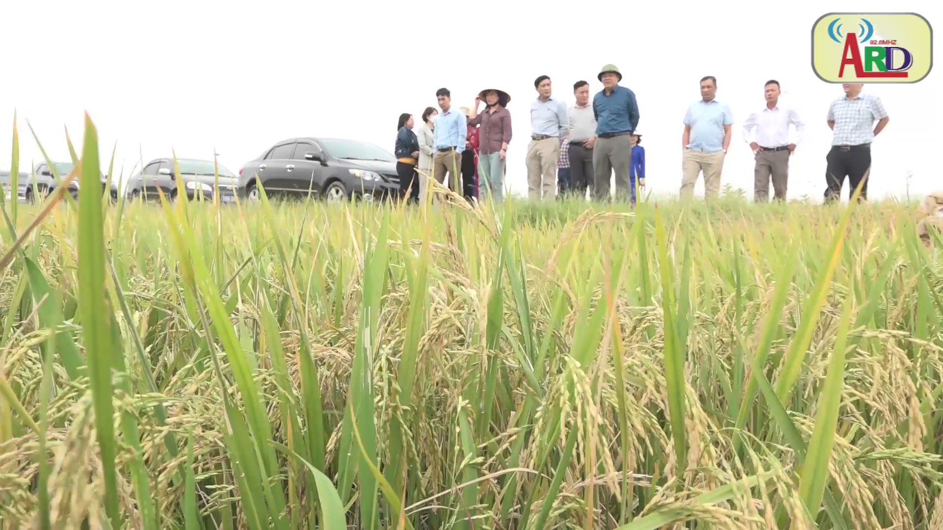 Đoàn Liên ngành của Thành phố kiểm tra năng suất lúa tại huyện An Lão