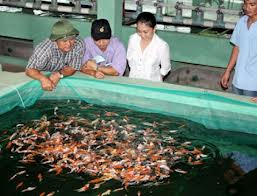 Xã An Thắng phát triển nghề nuôi cá cảnh