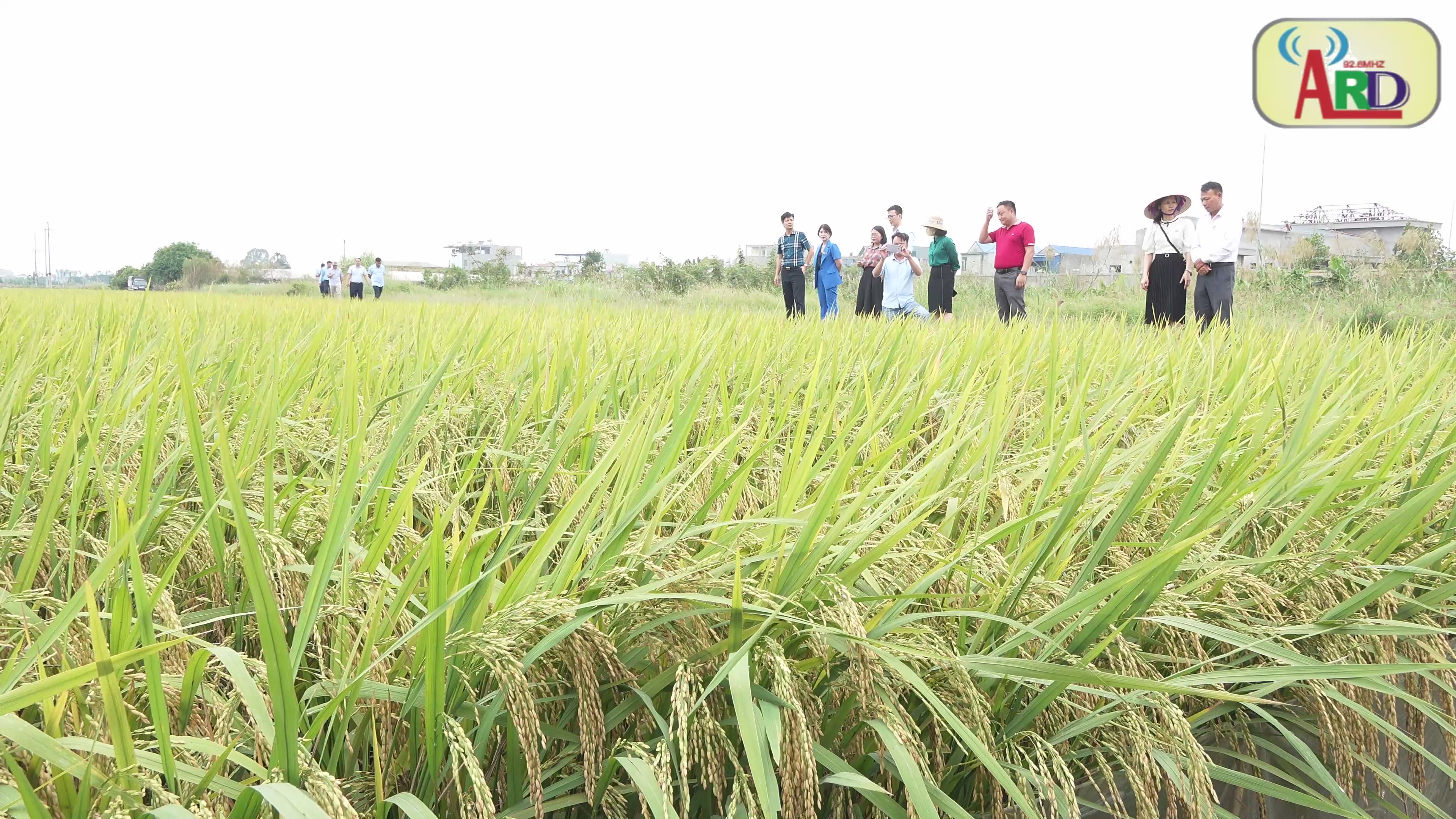 Đoàn kiểm tra Liên ngành thành phố kiểm tra đánh giá năng suất lúa huyện An Lão