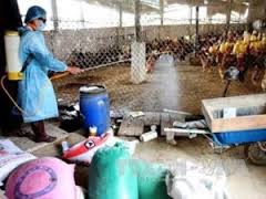 Huyện an Lão triển khai tháng hành động vệ sinh tiêu độc khử trùng phòng chống dịch bệnh gia súc gia cầm.